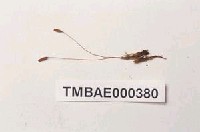 藏品(擬長蒴絲瓜苔)的圖片